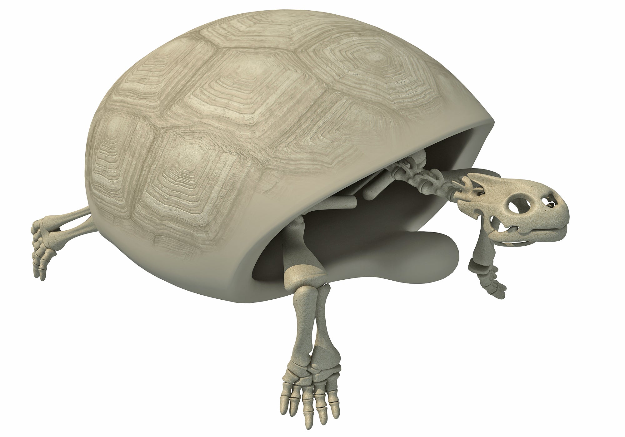 Tortoise Skeleton