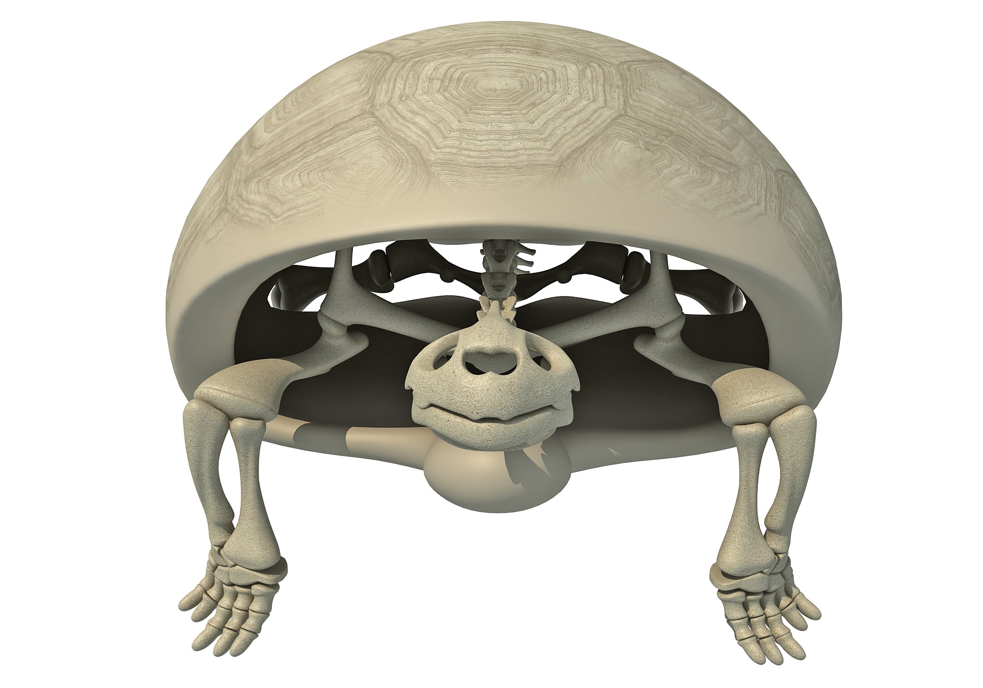 Tortoise Skeleton