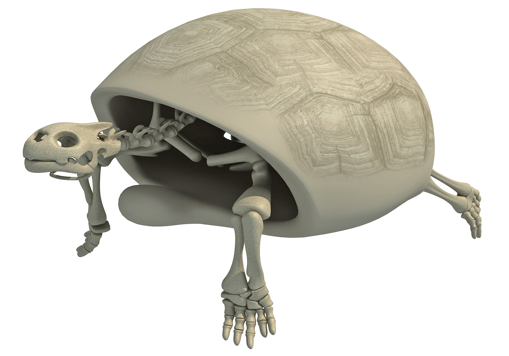 Tortoise Skeleton