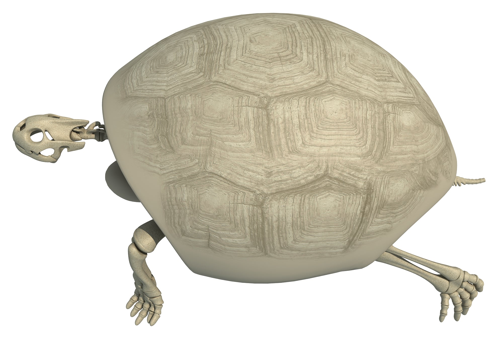 Tortoise Skeleton
