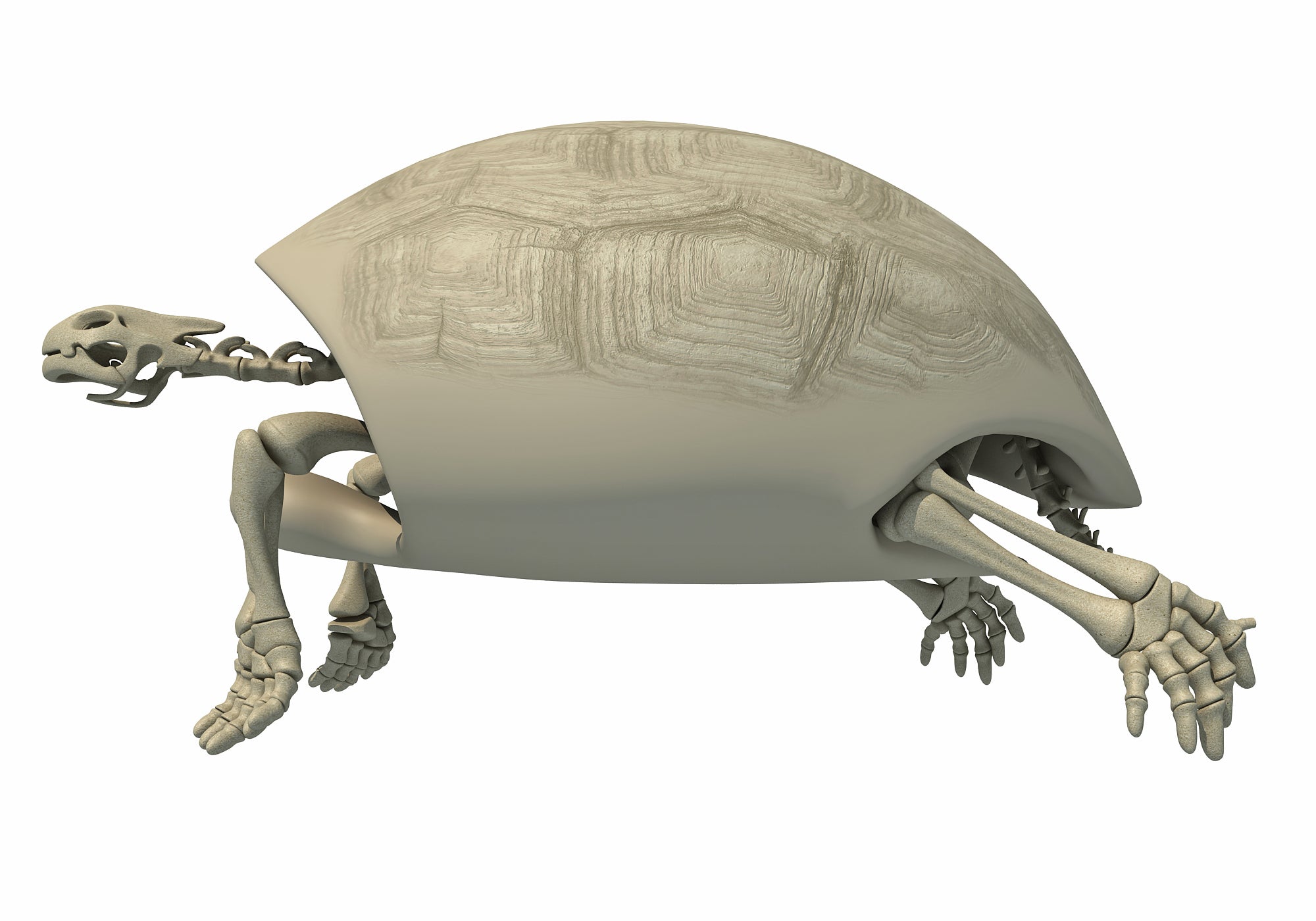 Tortoise Skeleton