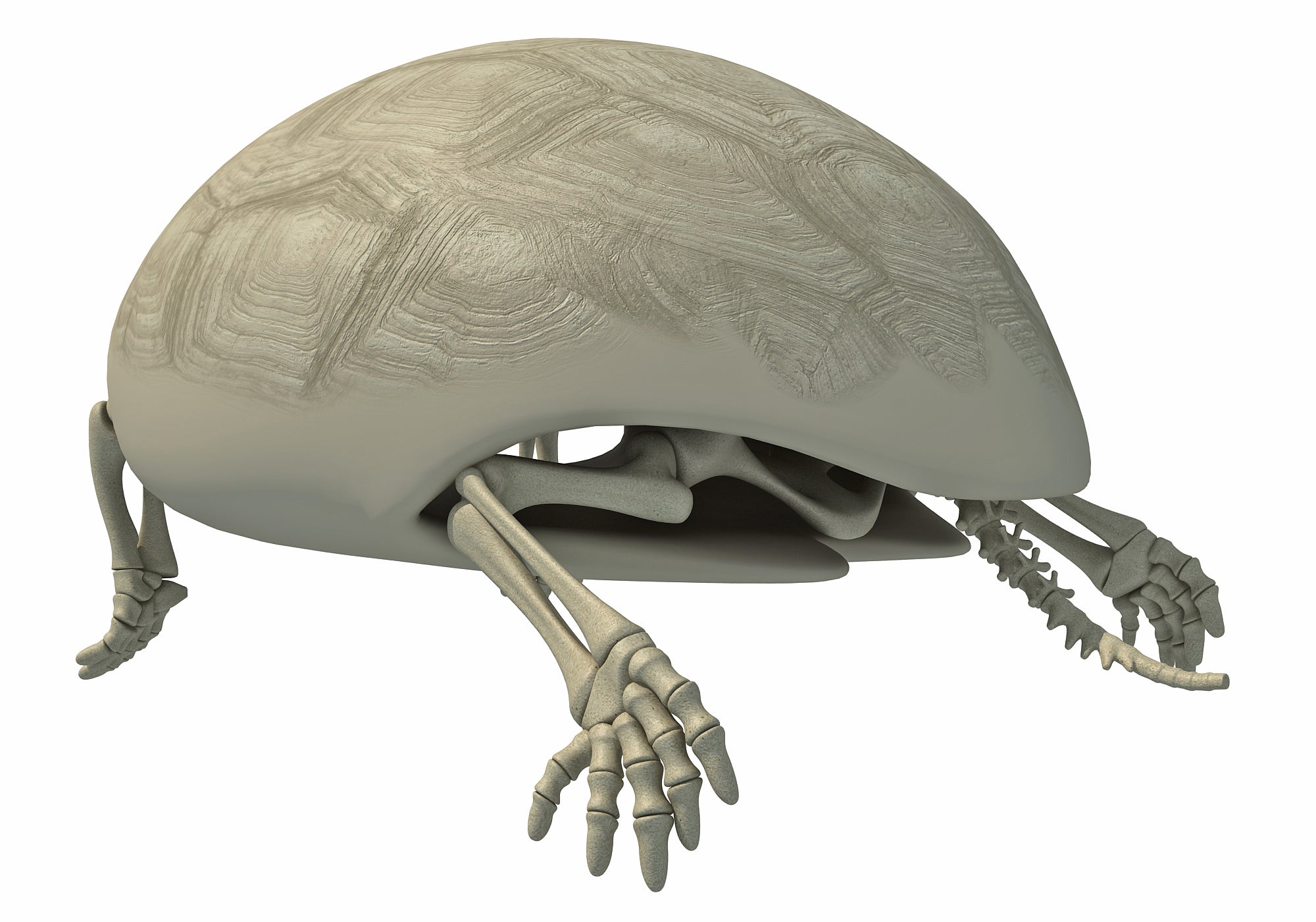Tortoise Skeleton