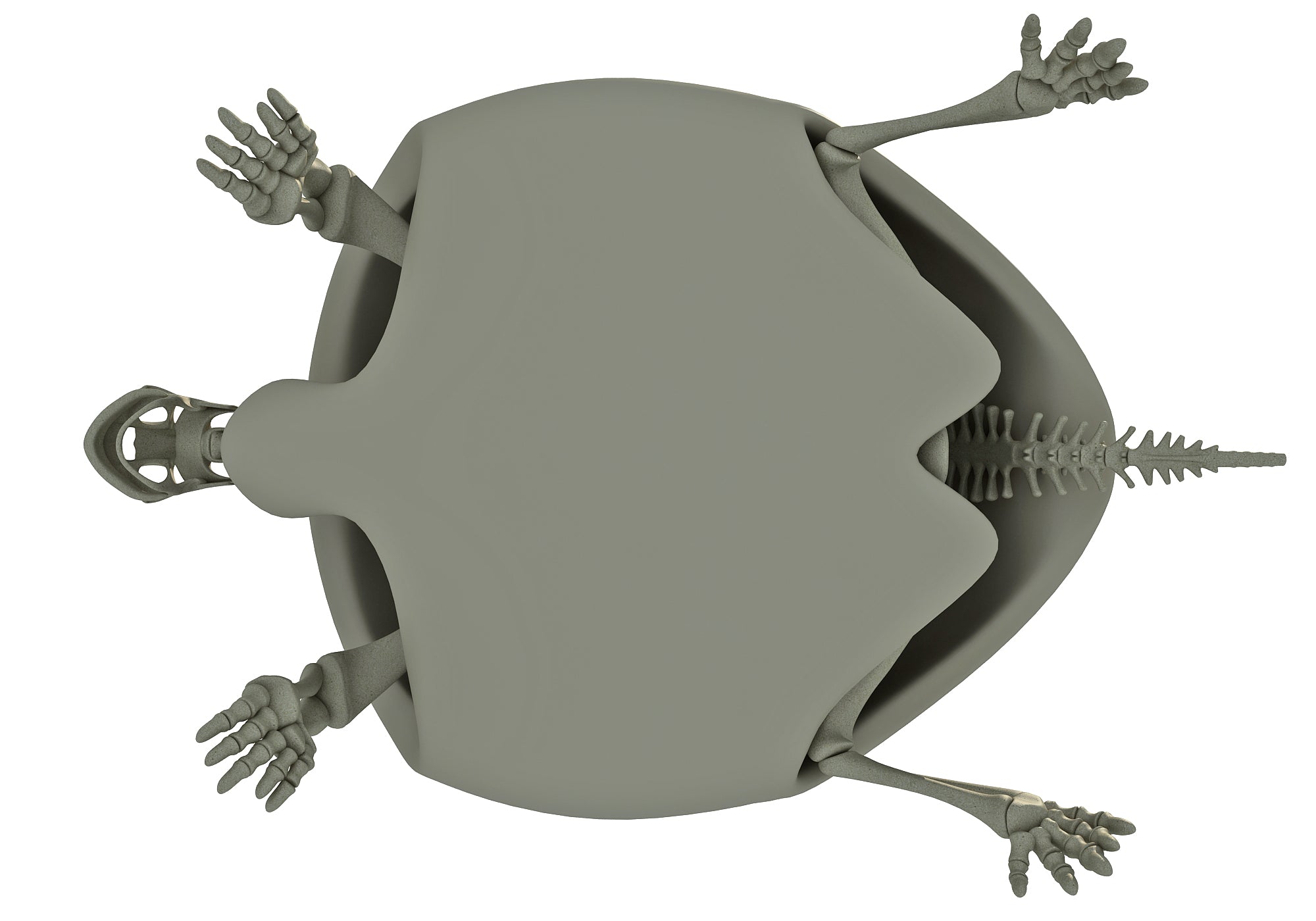 Tortoise Skeleton