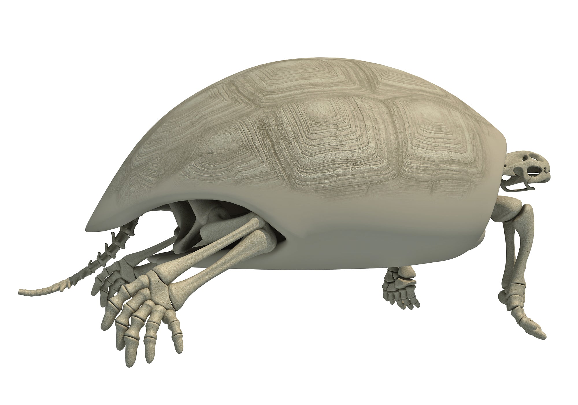 Tortoise Skeleton