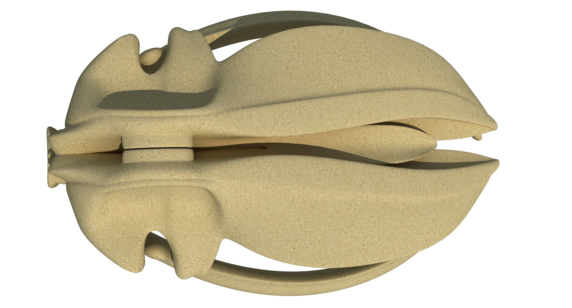 Blue Whale Skull