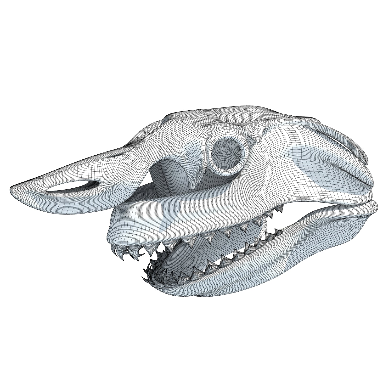 White Shark Skull