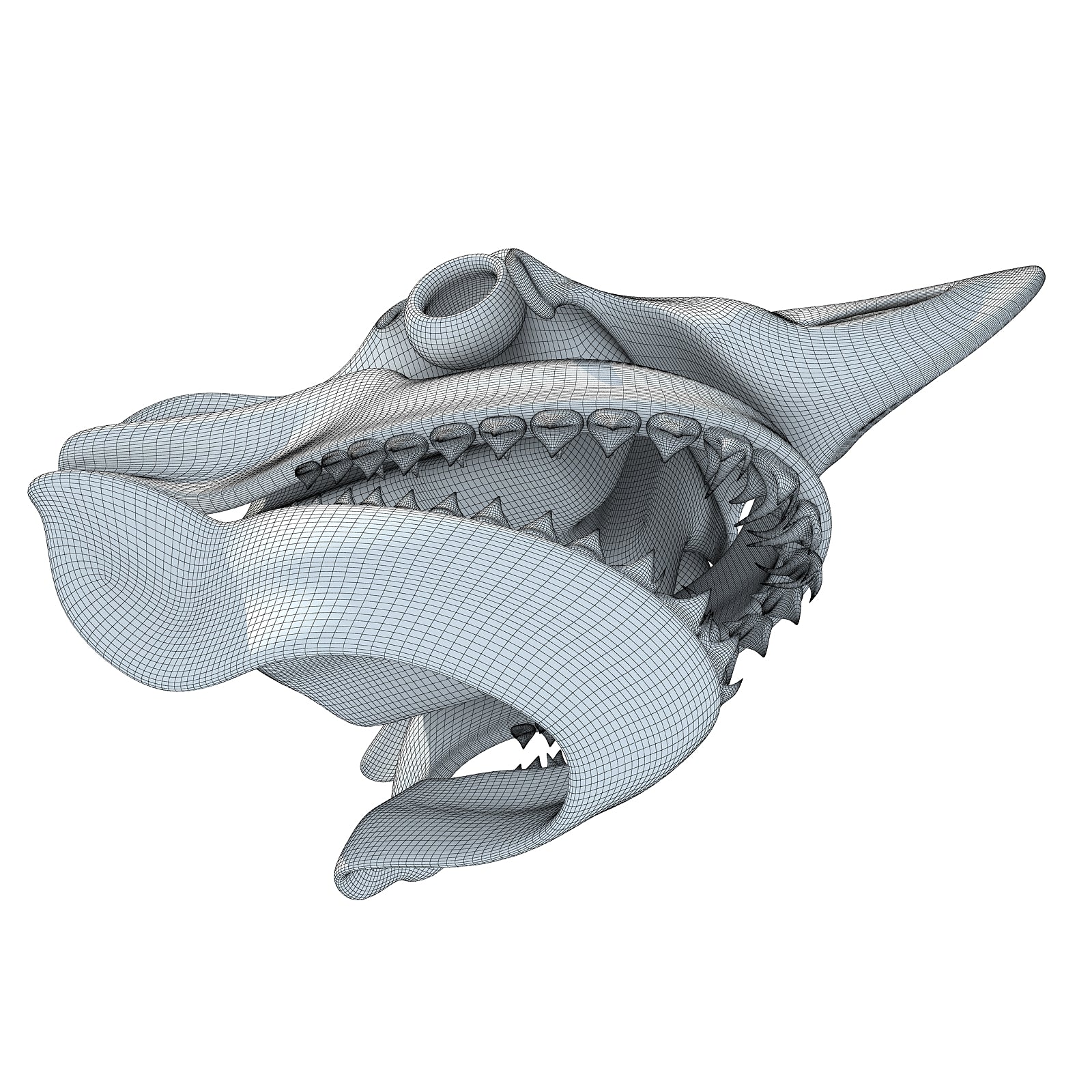 White Shark Skull