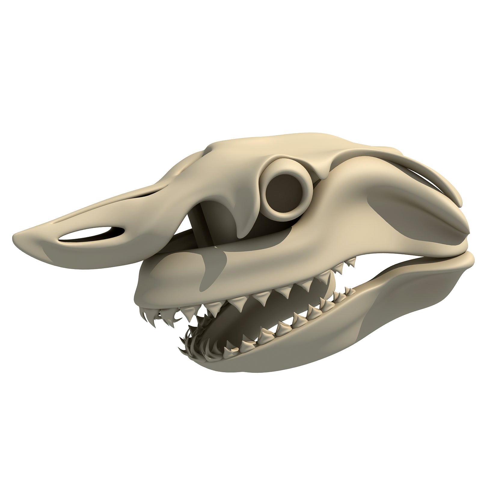 White Shark Skull
