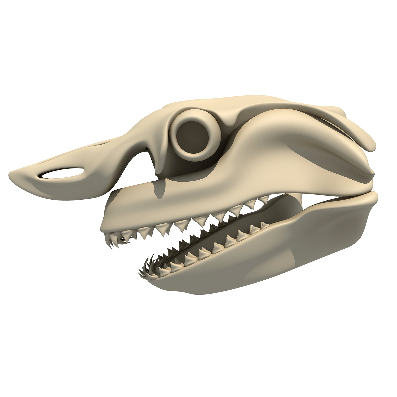 White Shark Skull
