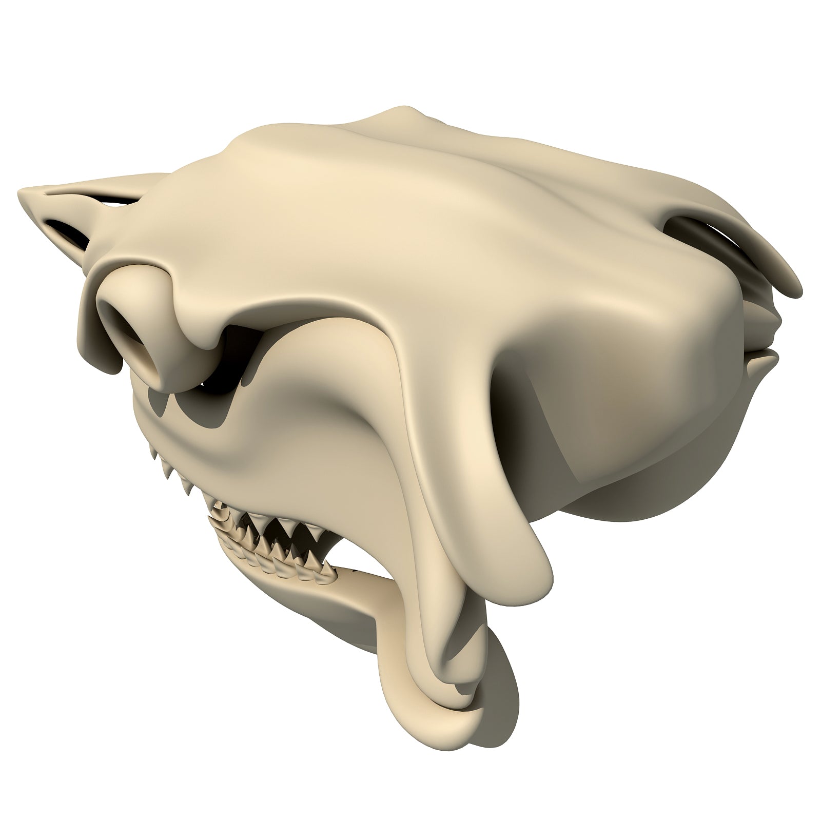 White Shark Skull