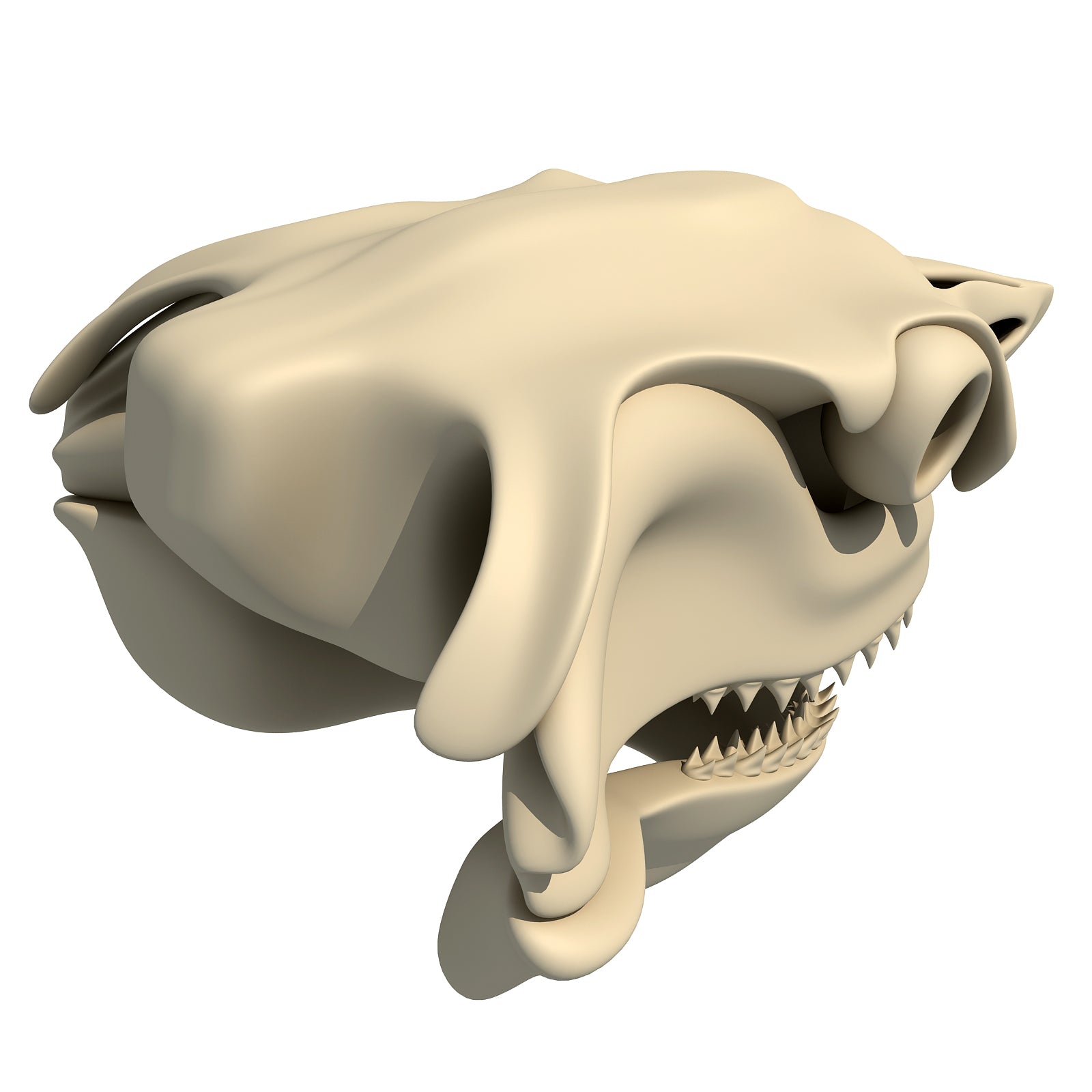 White Shark Skull