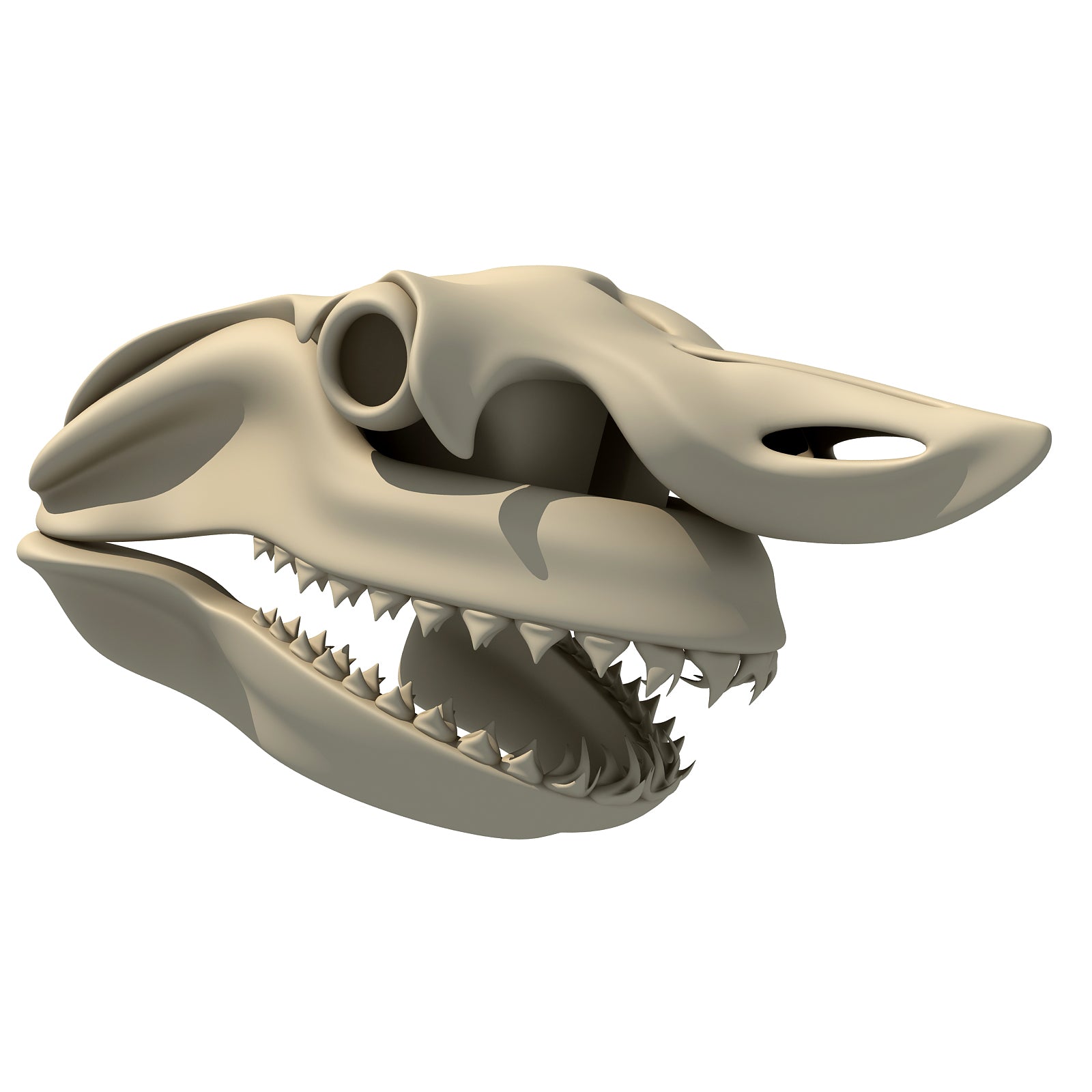 White Shark Skull
