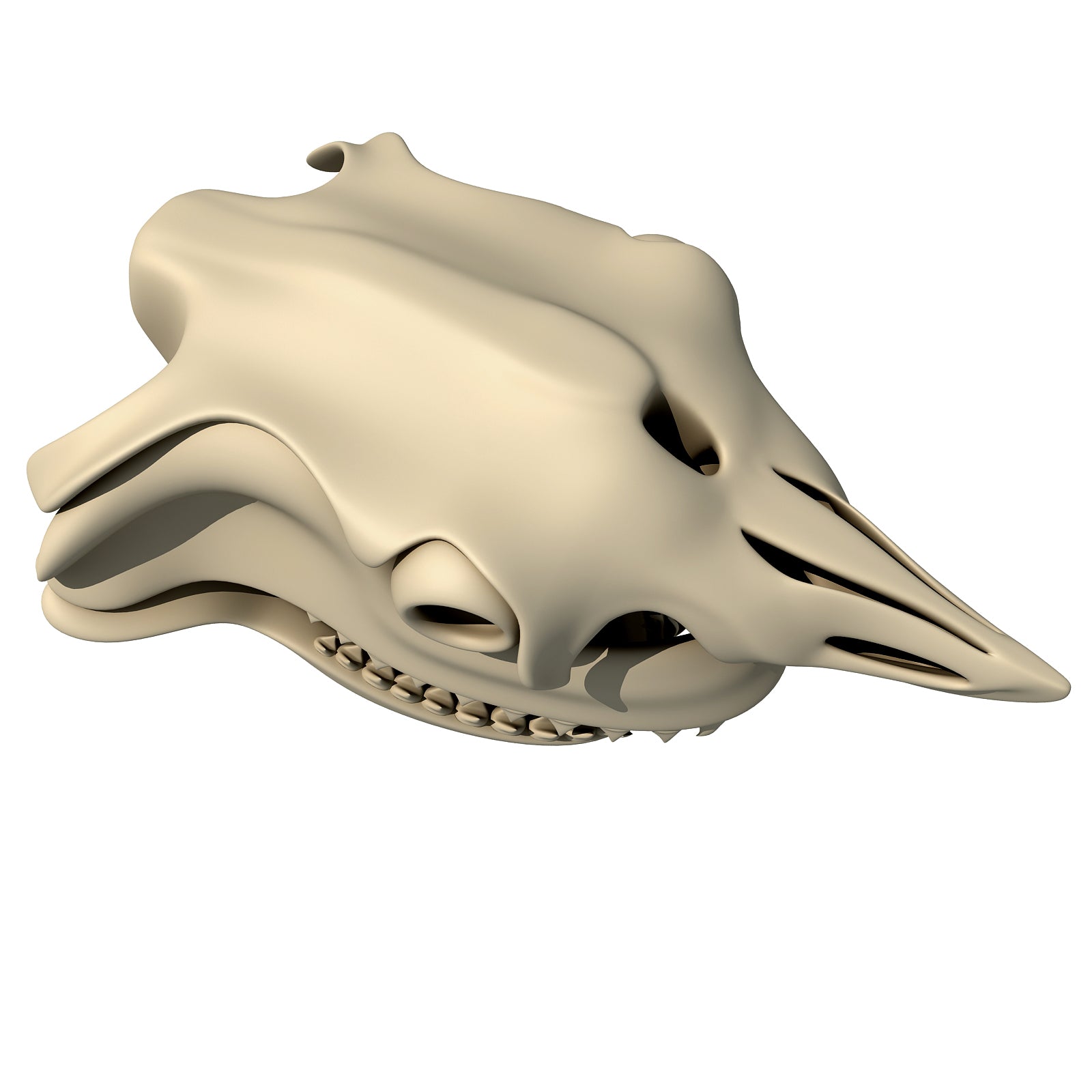 White Shark Skull