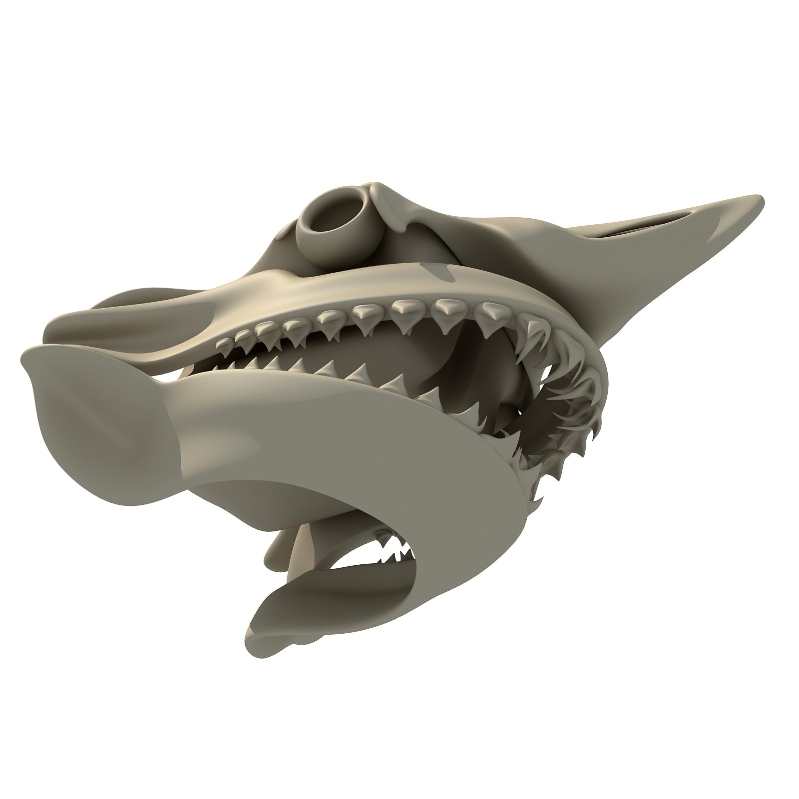 White Shark Skull