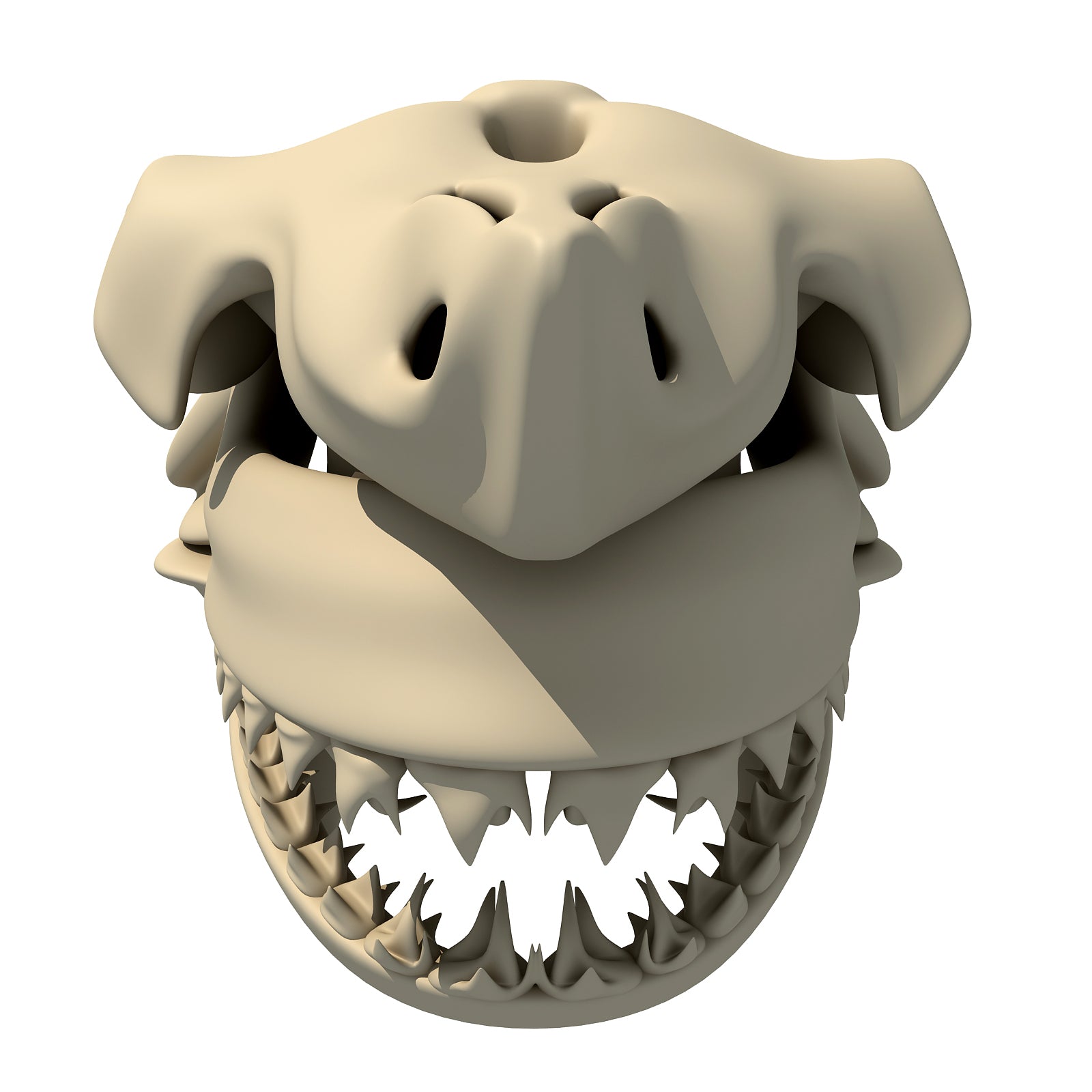 White Shark Skull