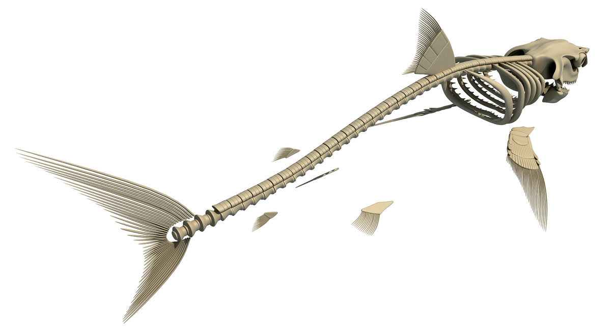 White Shark and Dolphin Skeletons