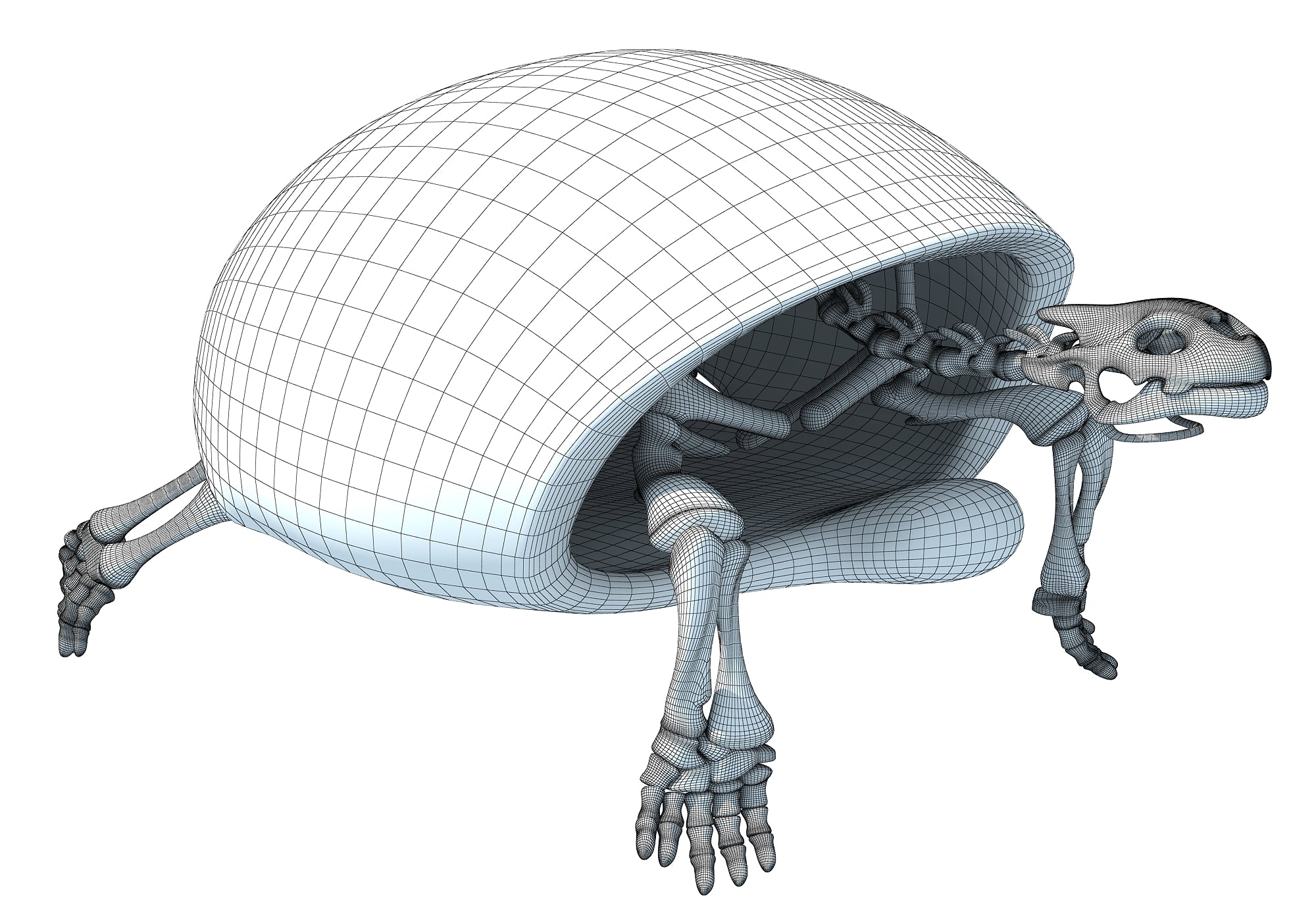 Turtle Skeleton 3D Model