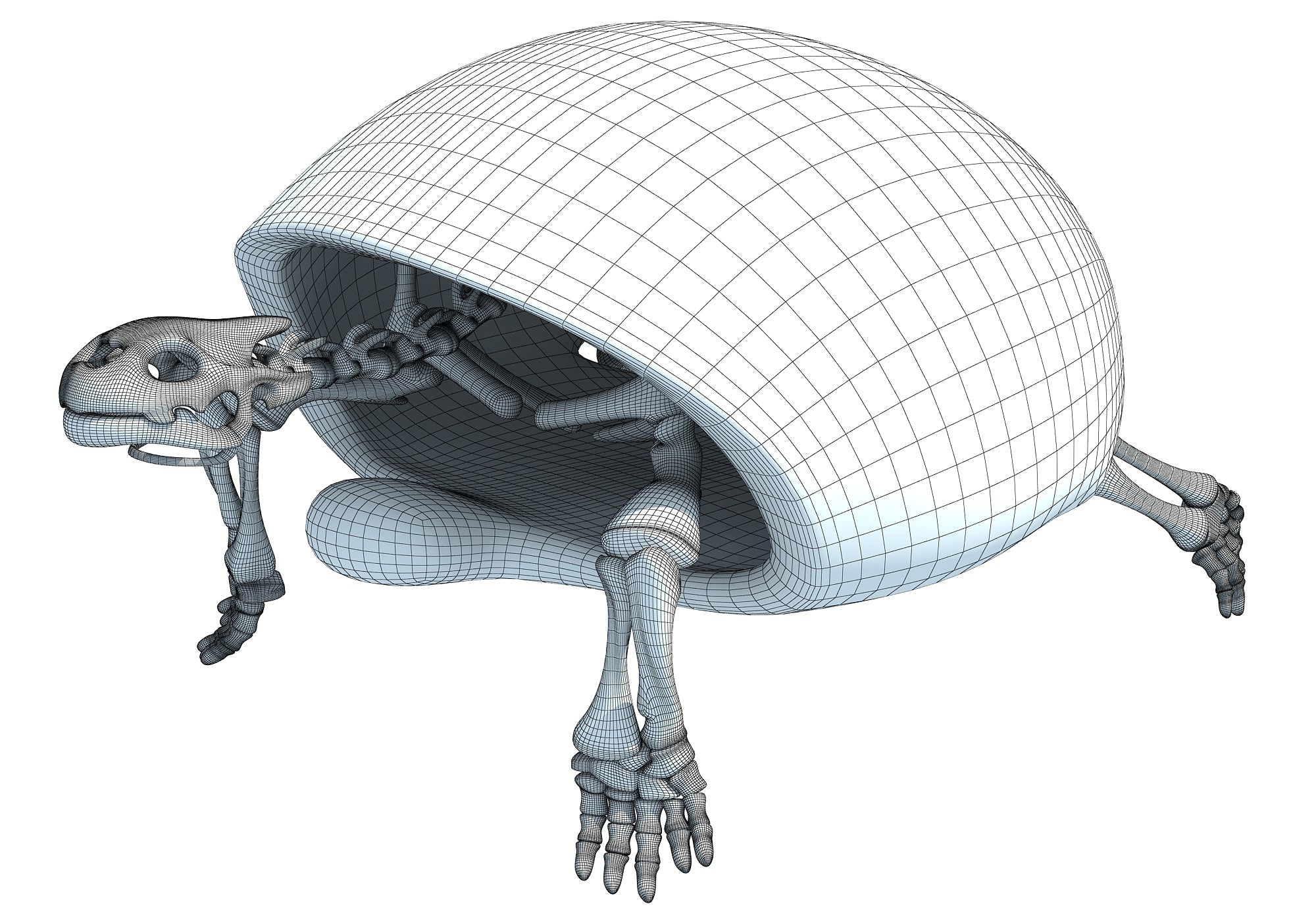 Turtle Skeleton 3D Model