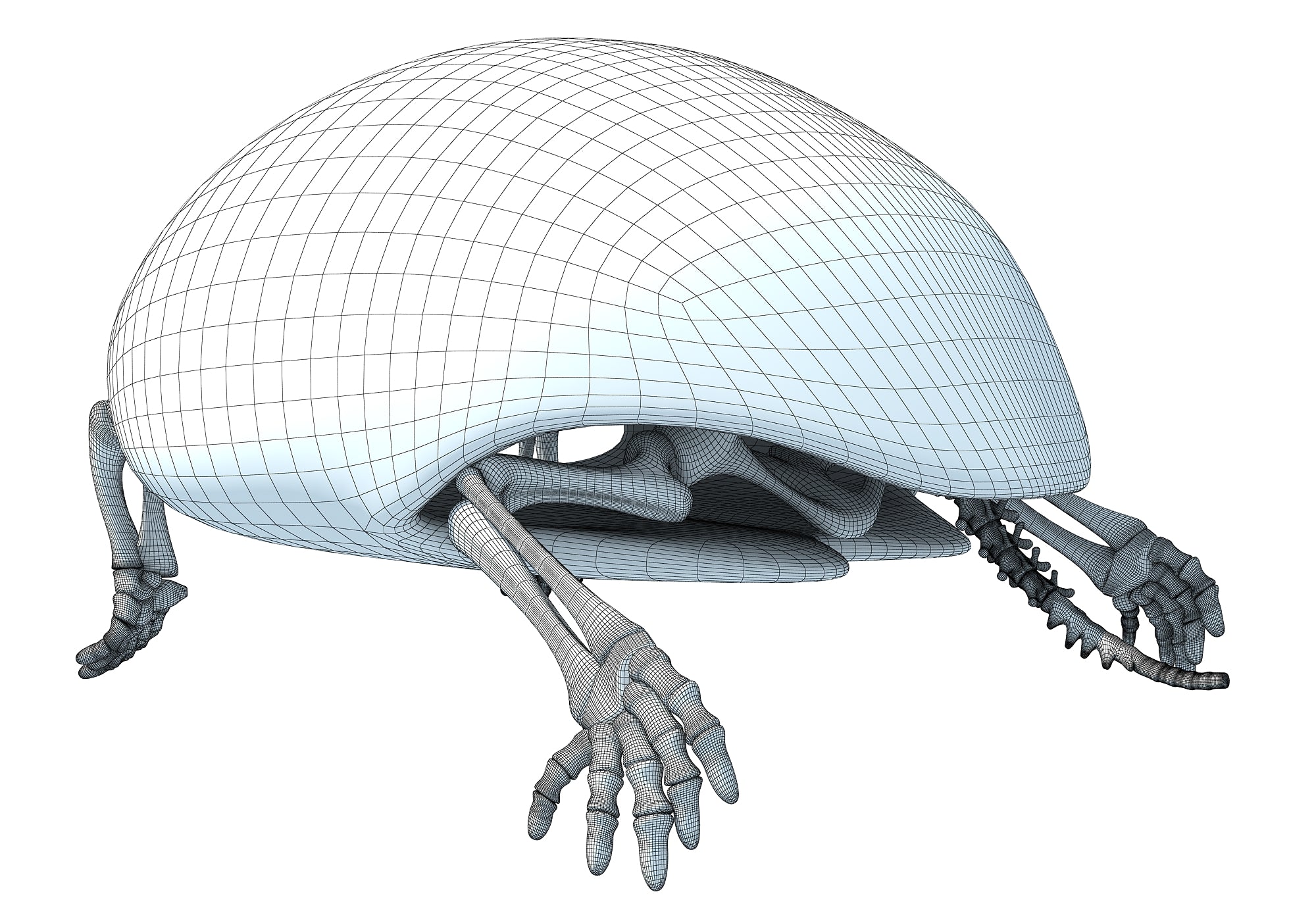 Turtle Skeleton 3D Model