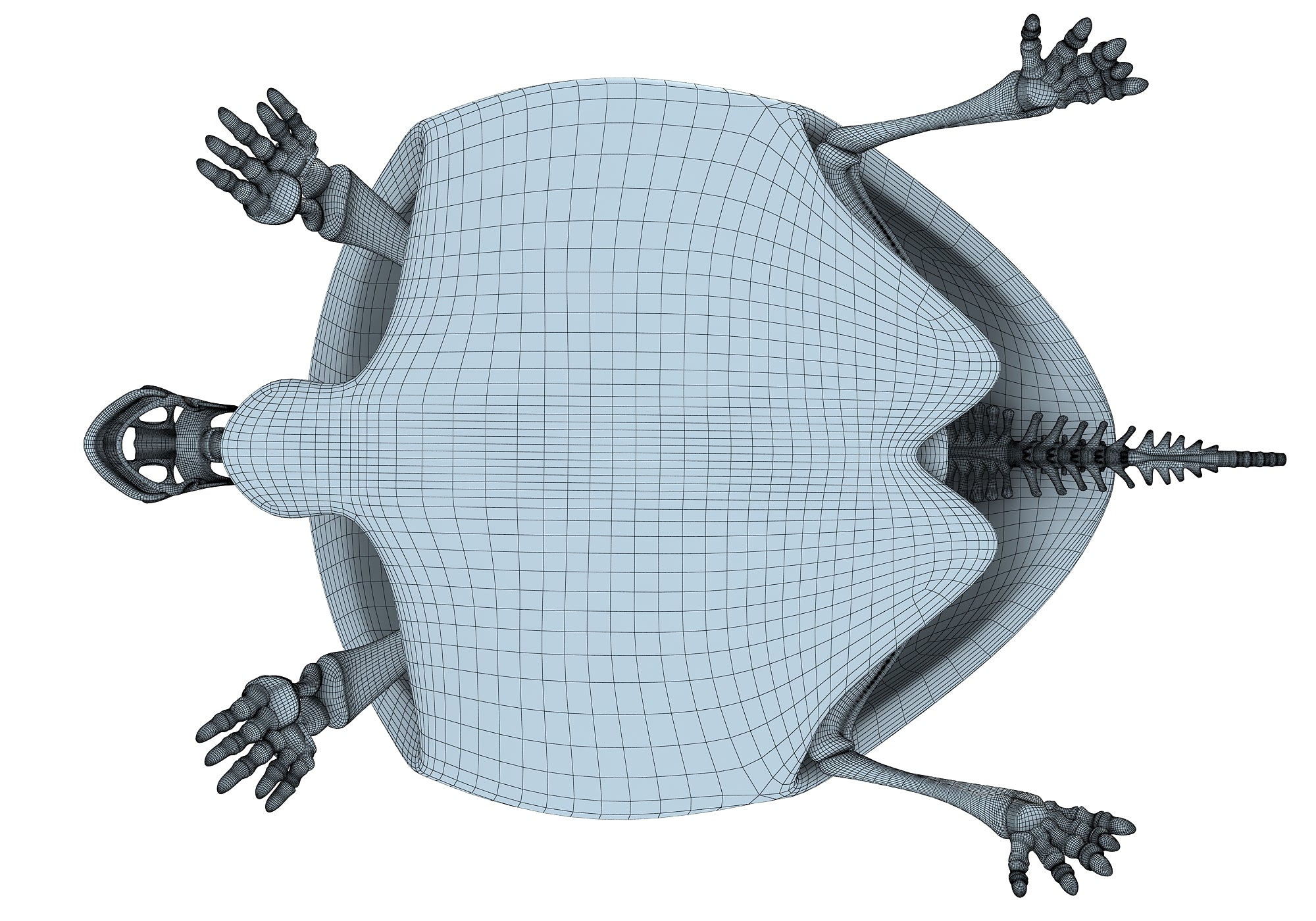 Turtle Skeleton 3D Model