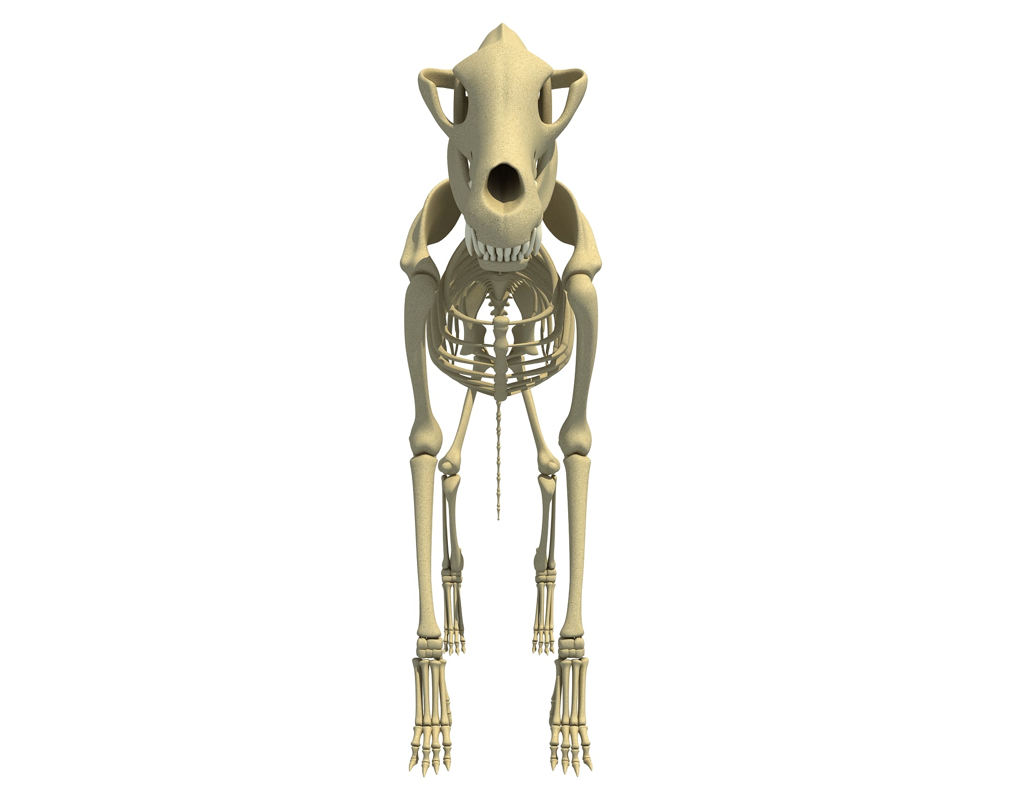 Wolf Skeleton