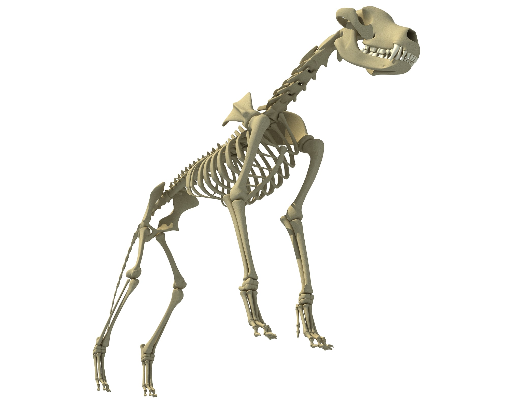 Wolf Skeleton