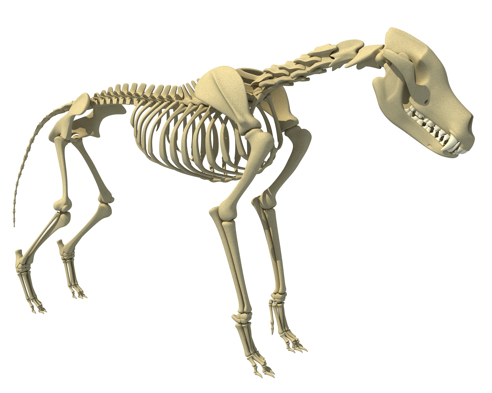 Wolf Skeleton