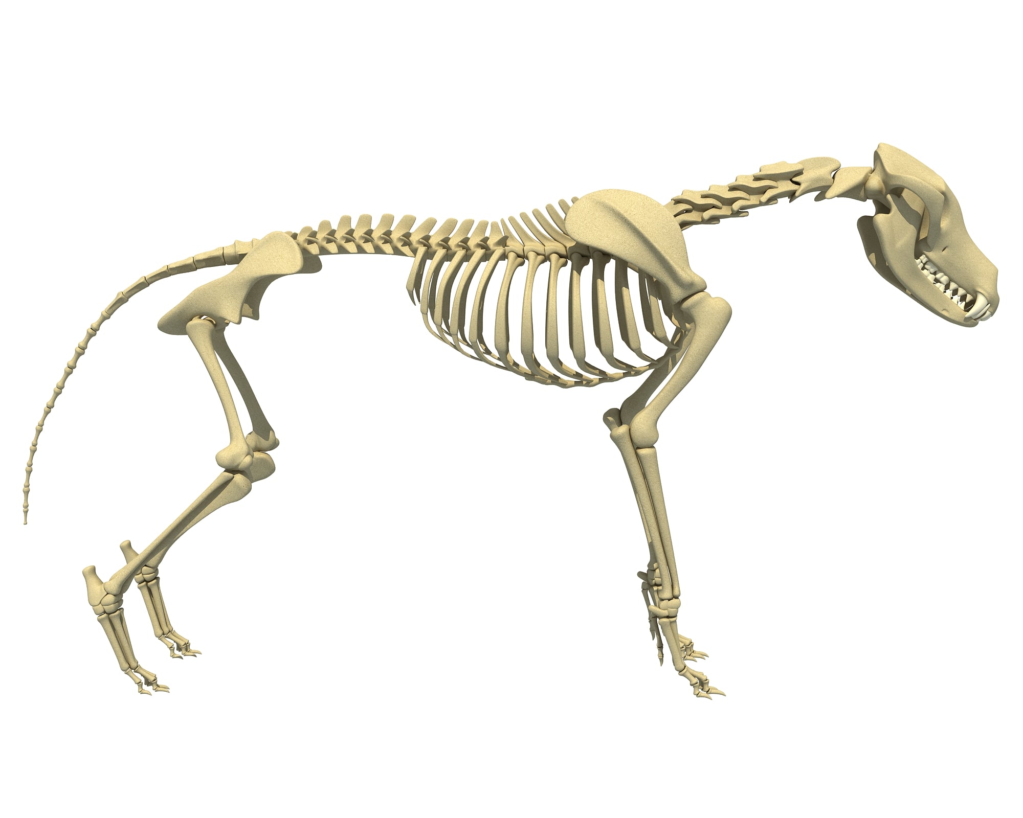 Wolf Skeleton