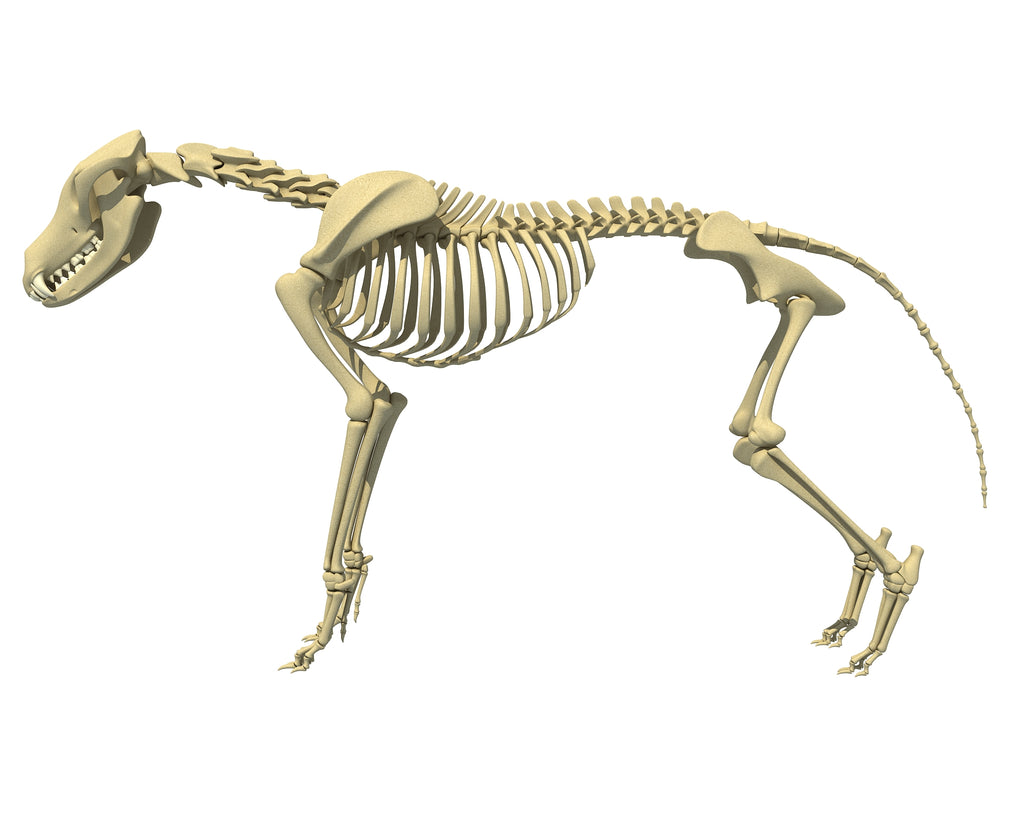 Wolf Skeleton