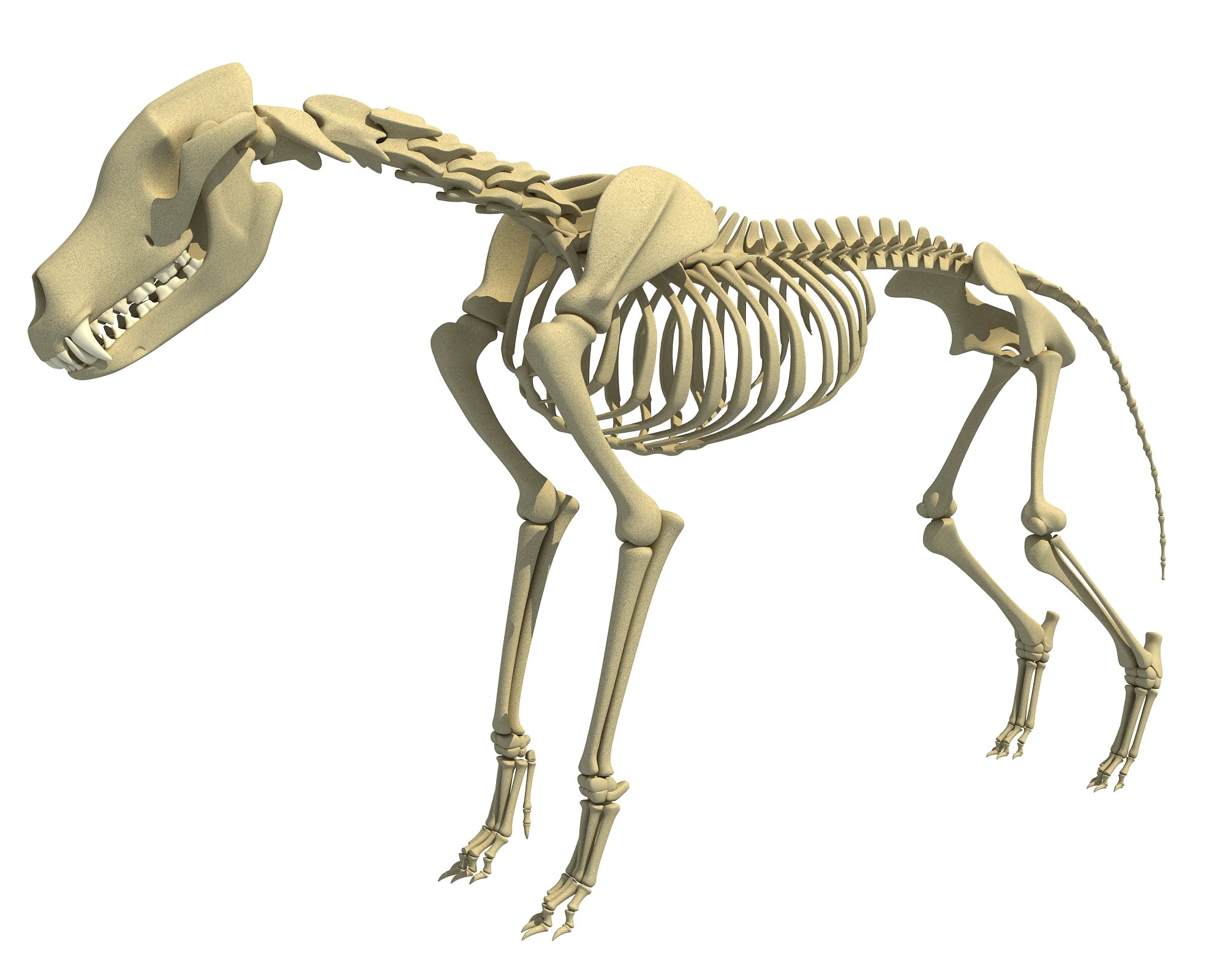 Wolf Skeleton