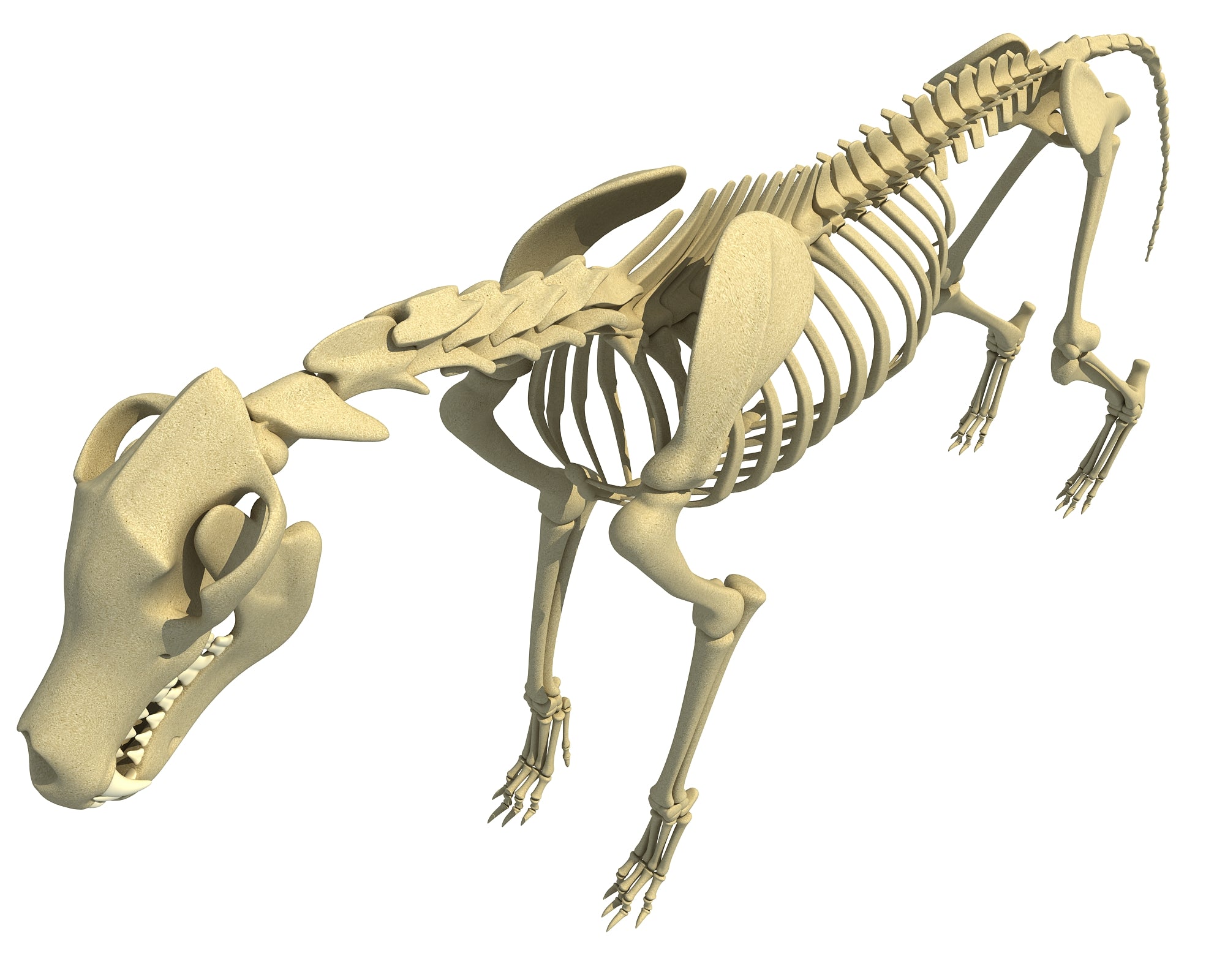 Wolf Skeleton