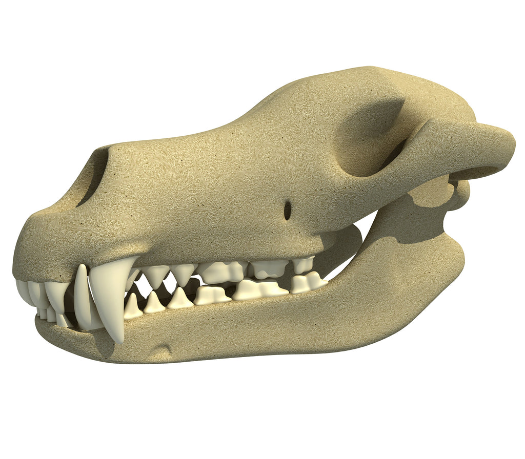 Wolf Skull