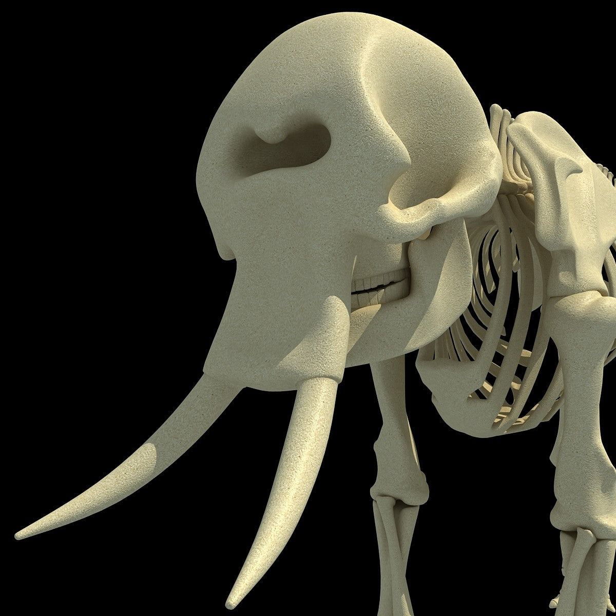 Elephant Skeleton