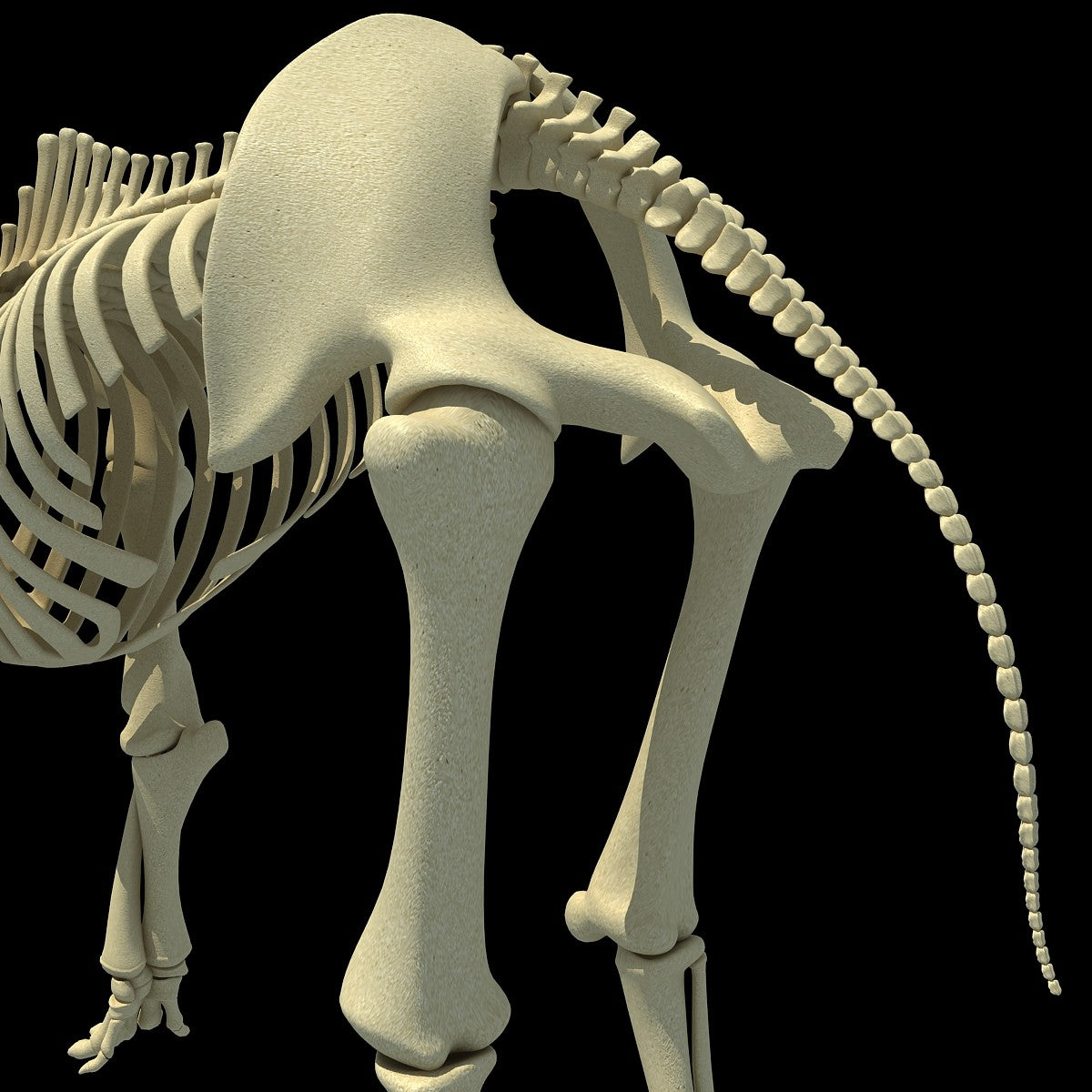 Elephant Skeleton