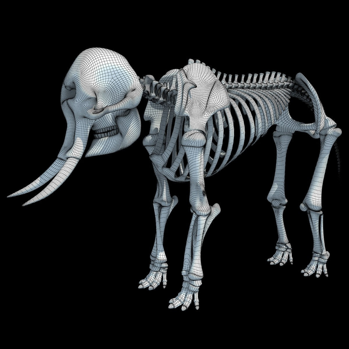 Elephant Skeleton