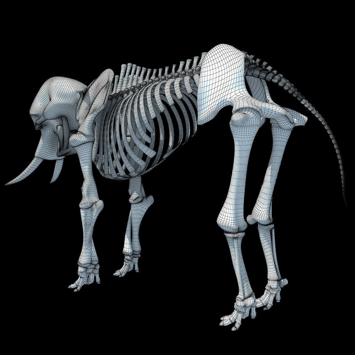 Elephant Skeleton