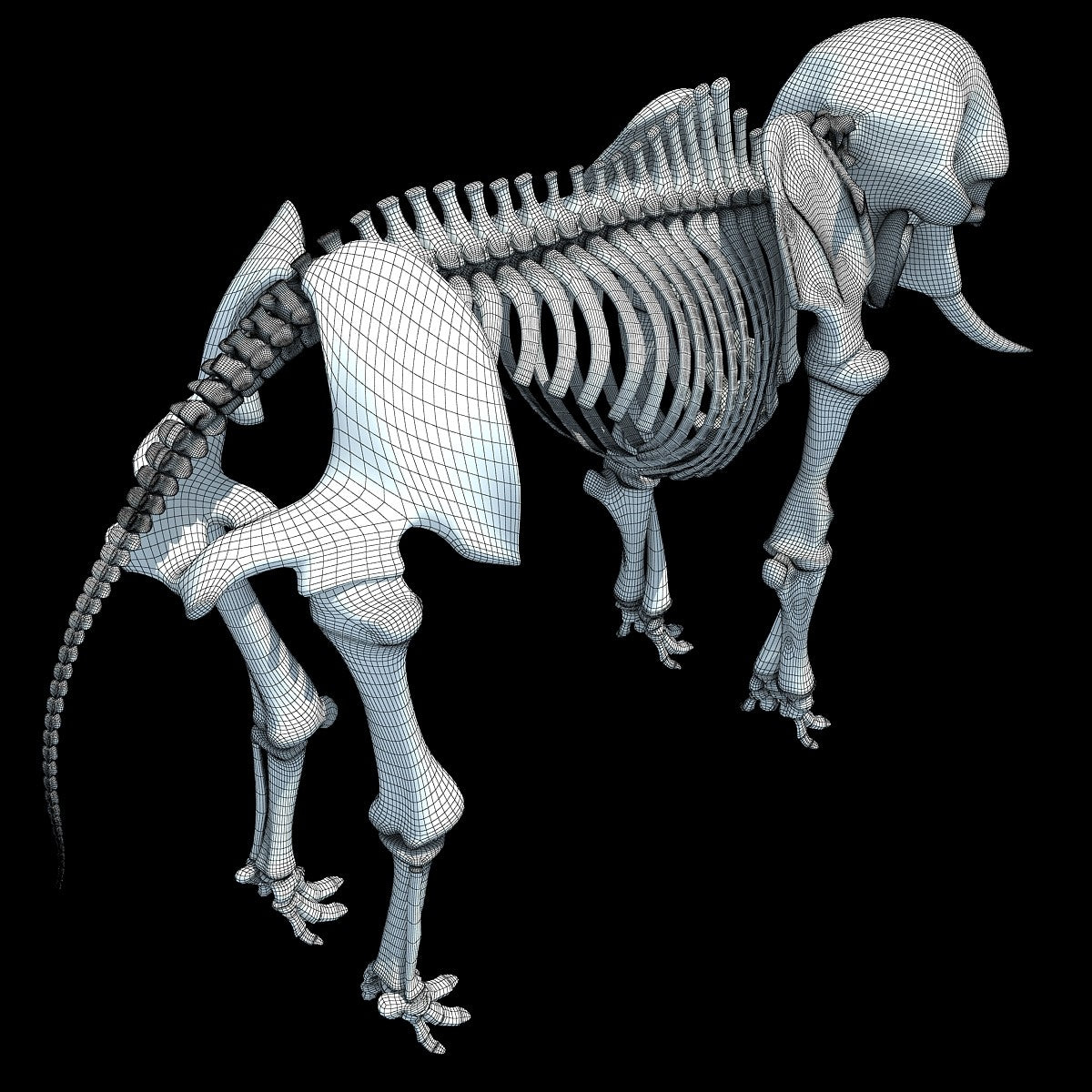 Elephant Skeleton