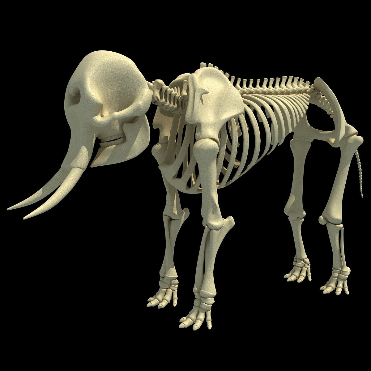 Elephant Skeleton