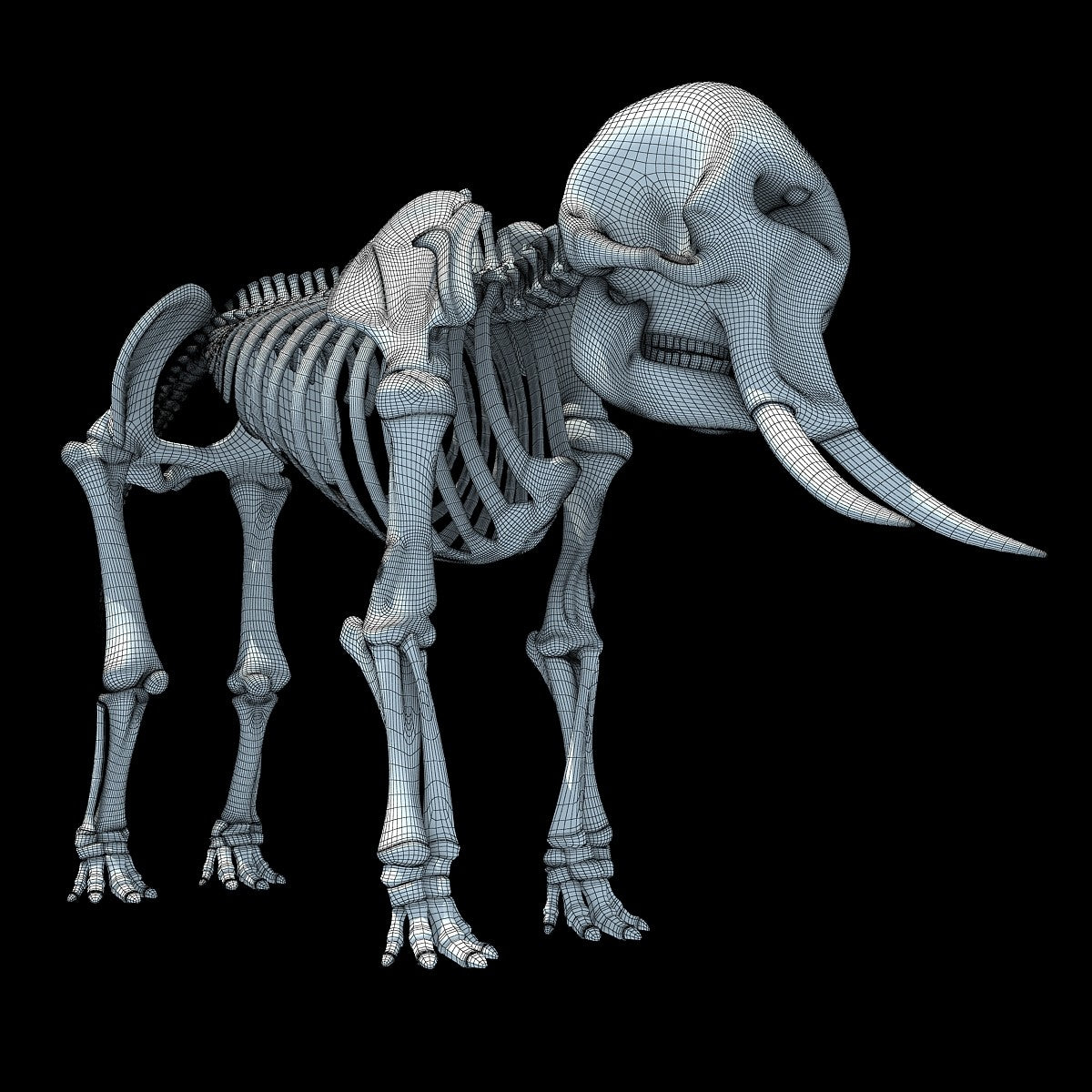 Elephant Skeleton