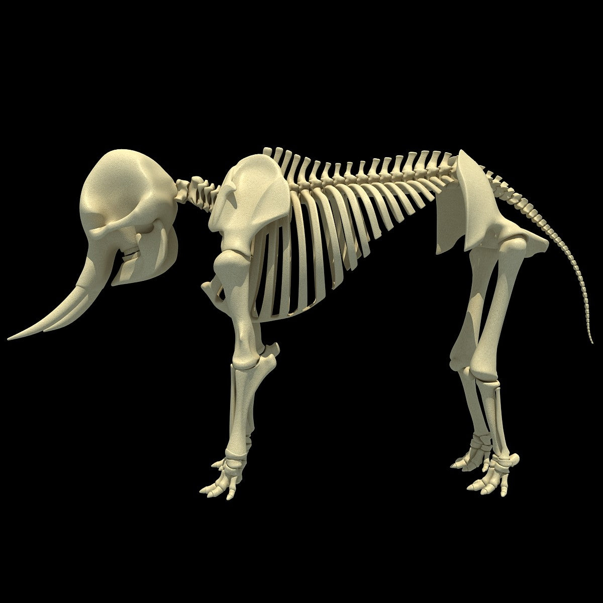 Elephant Skeleton