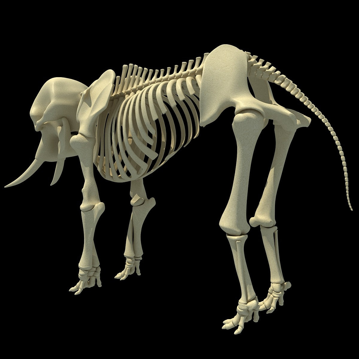 Elephant Skeleton