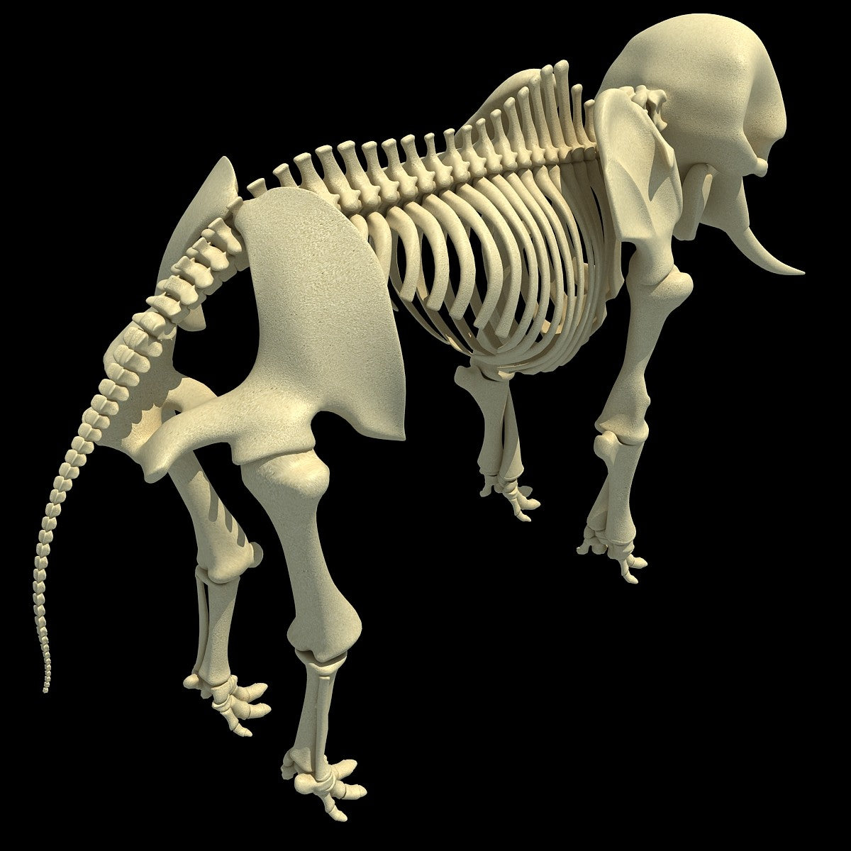 Elephant Skeleton