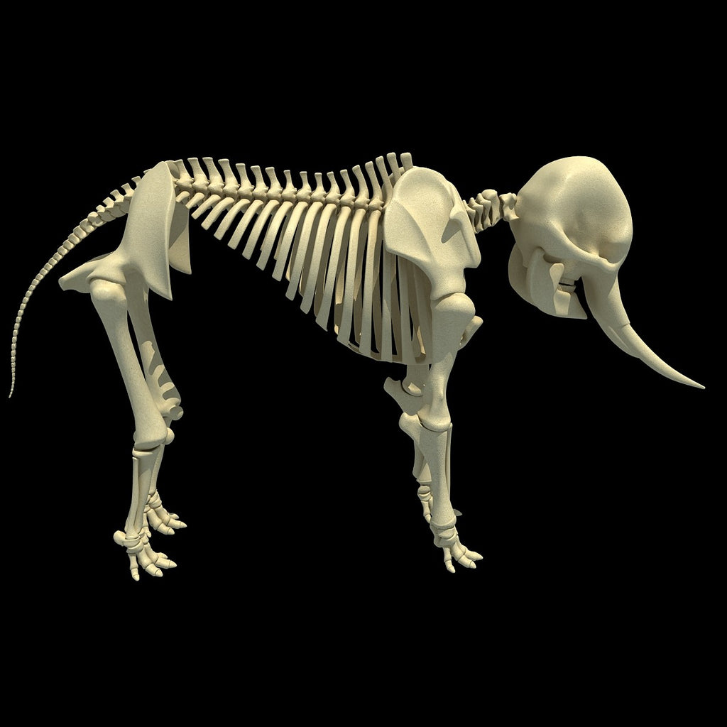 African Elephant Skeleton - Animal Skeleton