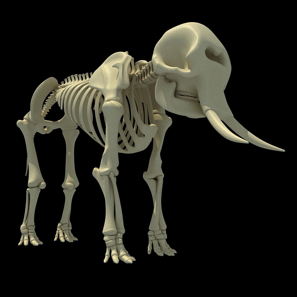 Elephant Skeleton