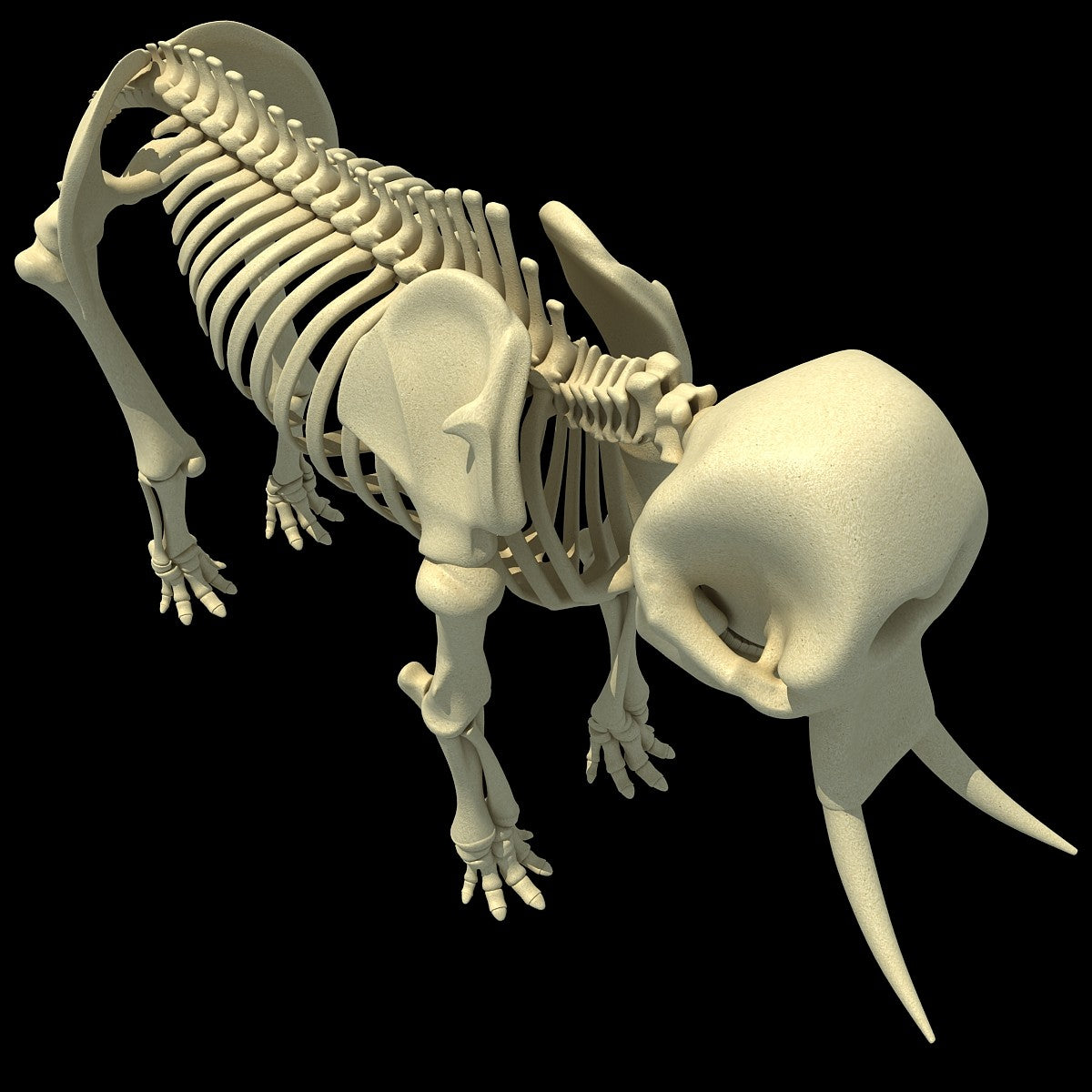 Elephant Skeleton