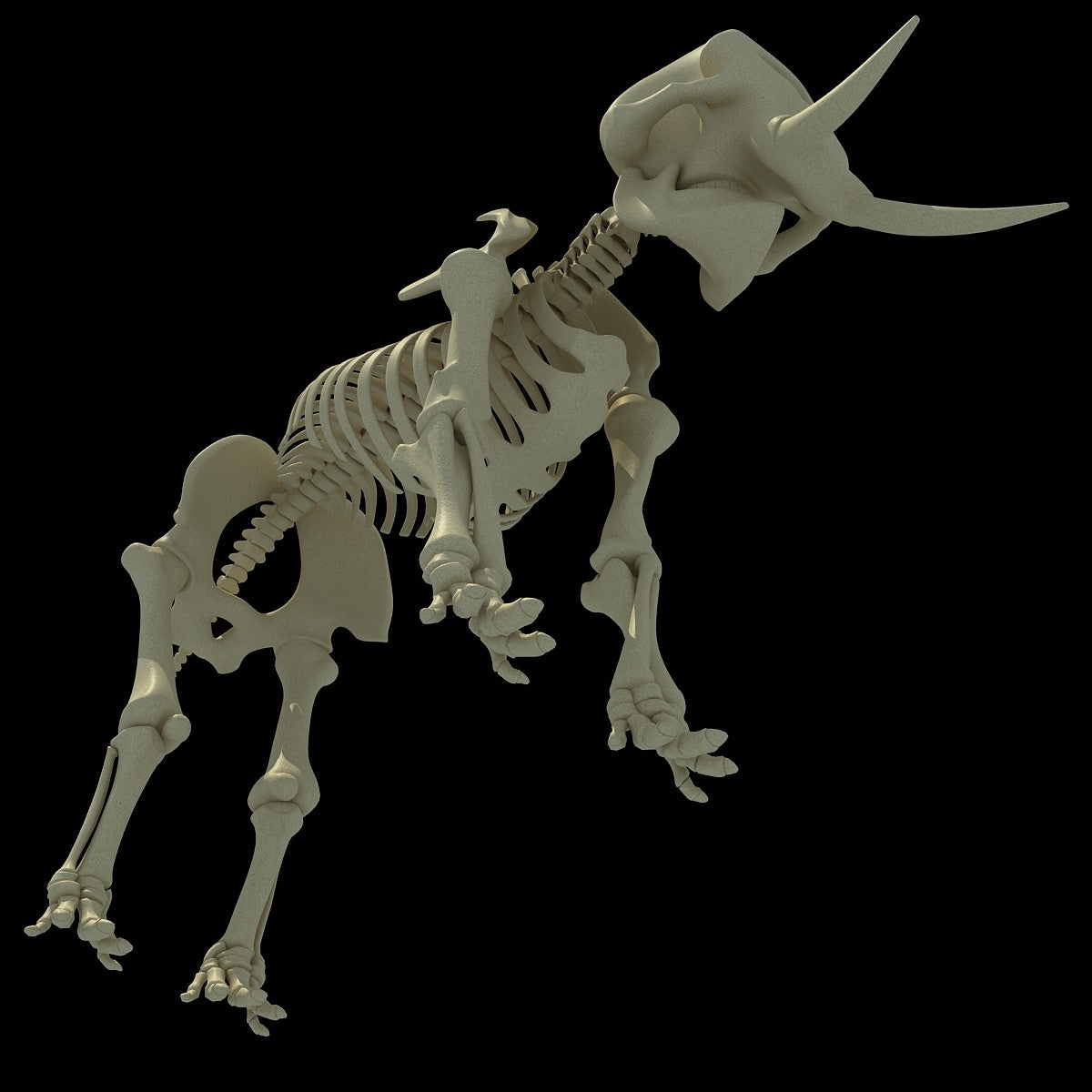 Elephant Skeleton