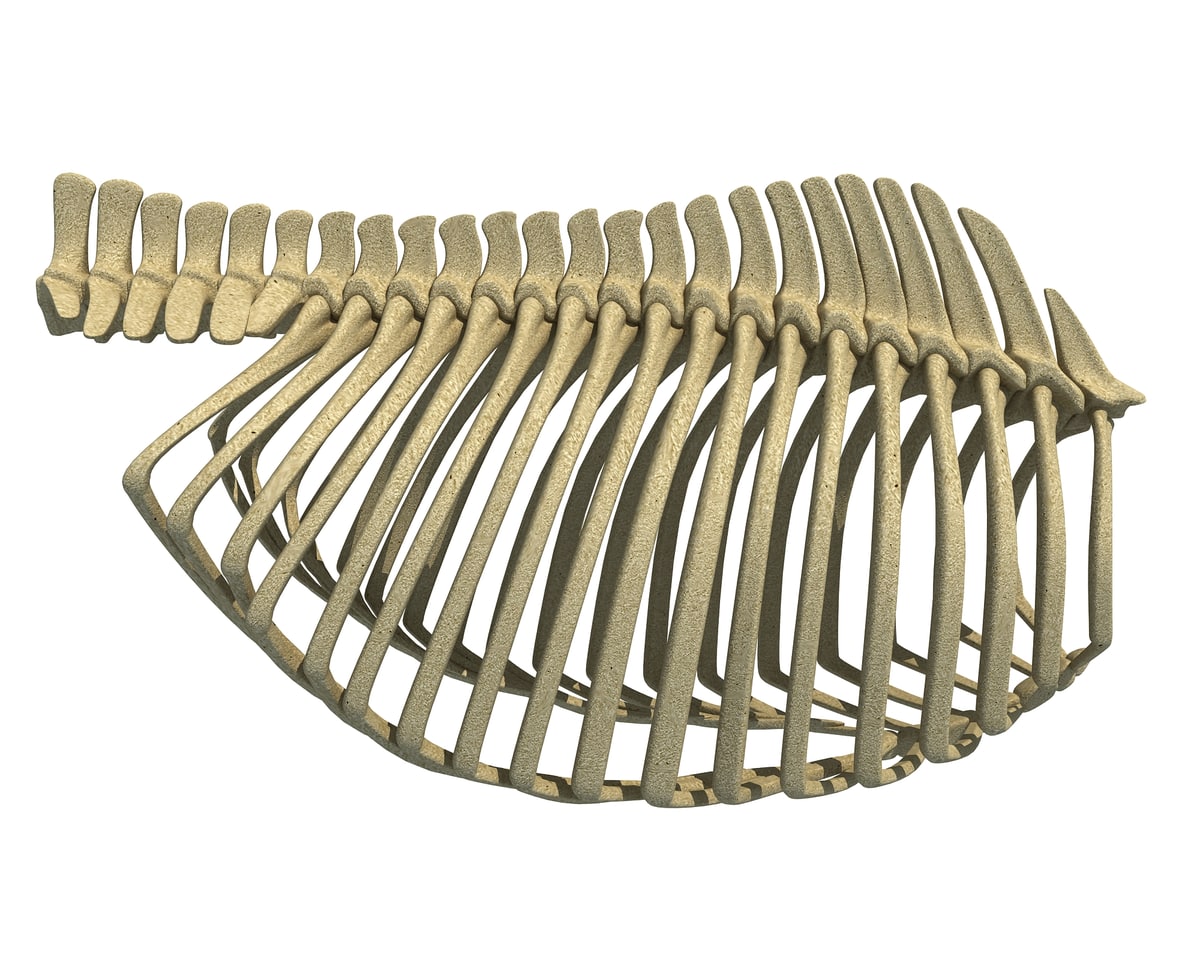 Gorilla Rib Cage 3D Model – 3D Horse