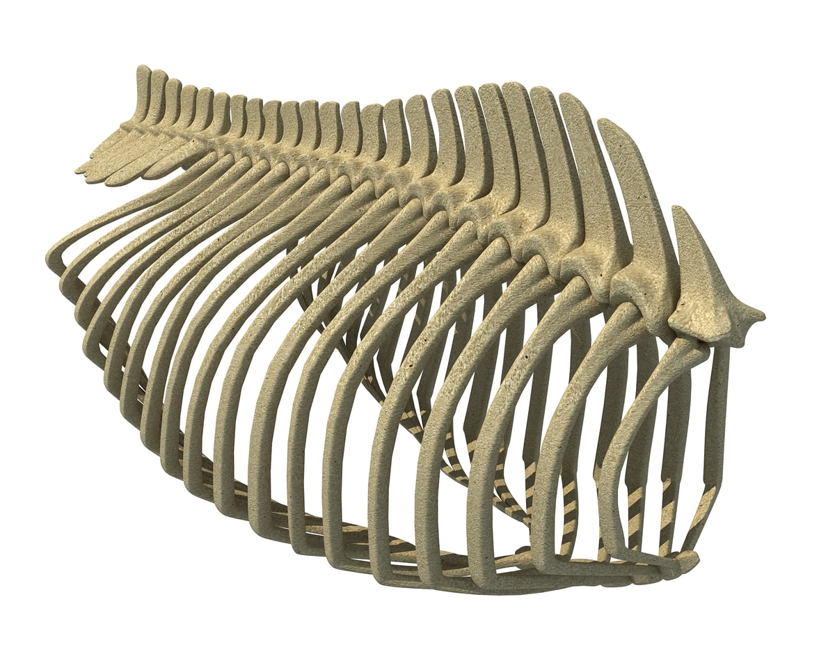 Gorilla Rib Cage 3D Model – 3D Horse