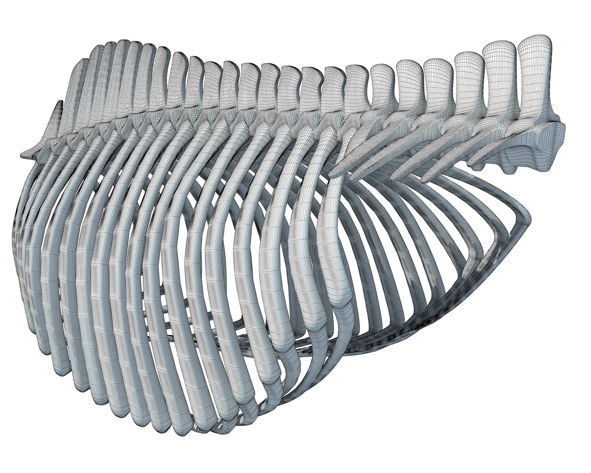 Gorilla Ribs Gorilla Rib Cage 3D Model – 3D Horse