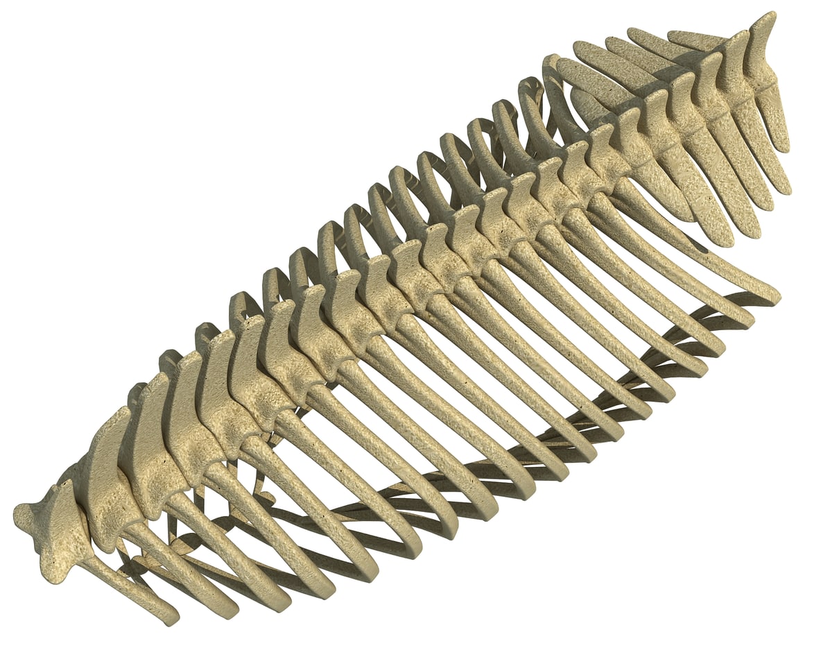Gorilla Ribs Gorilla Rib Cage 3D Model – 3D Horse
